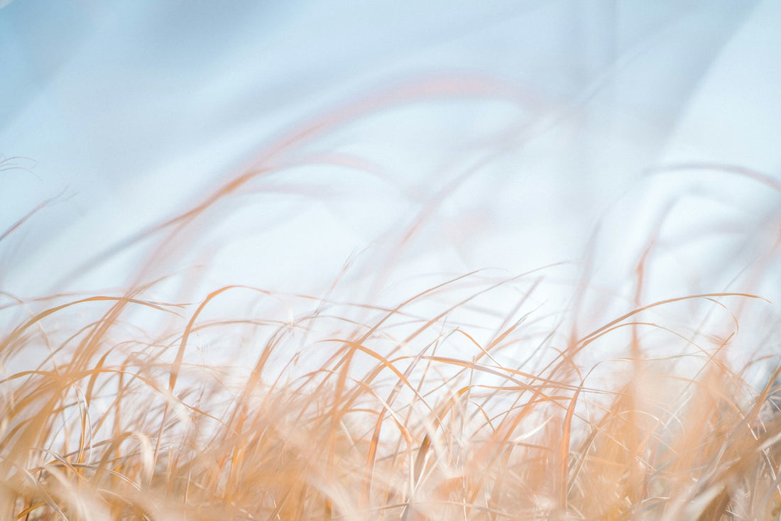 Air Is a Nutrient: How Indoor Oxygen, CO2, and Ventilation Shape Energy and Mood