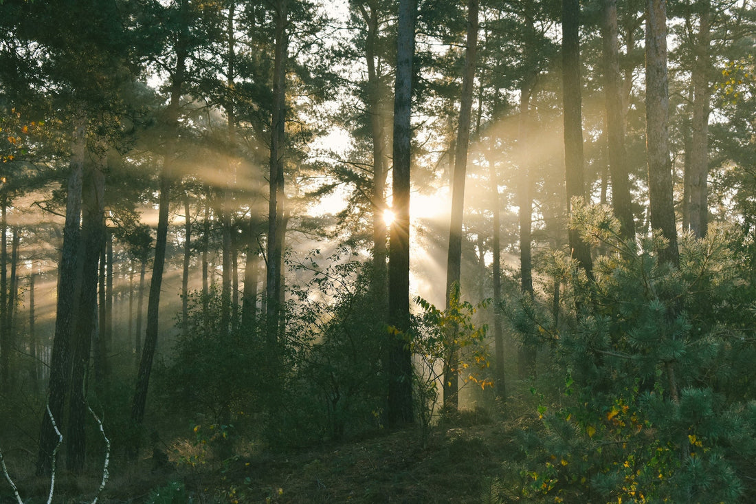 Light Is a Nutrient: How Your Environment Shapes Energy, Hormones, and Mood