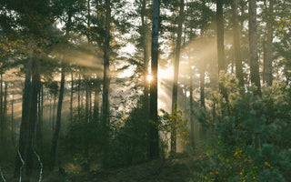 Light Is a Nutrient: How Your Environment Shapes Energy, Hormones, and Mood