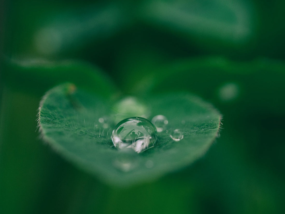 The Hidden Stress of Synthetic Fragrances: How Scent Impacts Hormones and the Nervous System